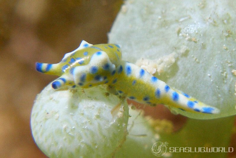 air jordan retro 1 phantom