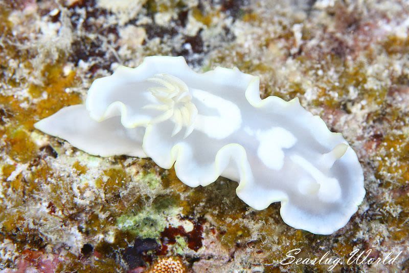 シロタエイロウミウシ Glossodoris Buko 世界のウミウシ