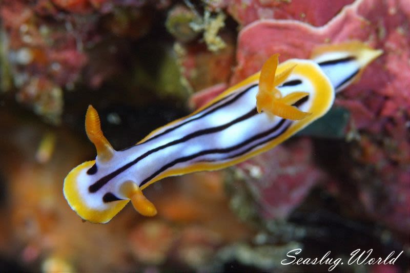 シボリイロウミウシ Chromodoris strigata