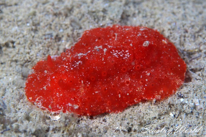 イチゴジャムウミウシ Aldisa Fragaria 世界のウミウシ