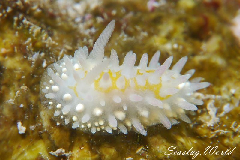 ニセイガグリウミウシ Cadlinella subornatissima