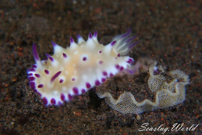 レンゲウミウシ Mexichromis multituberculata