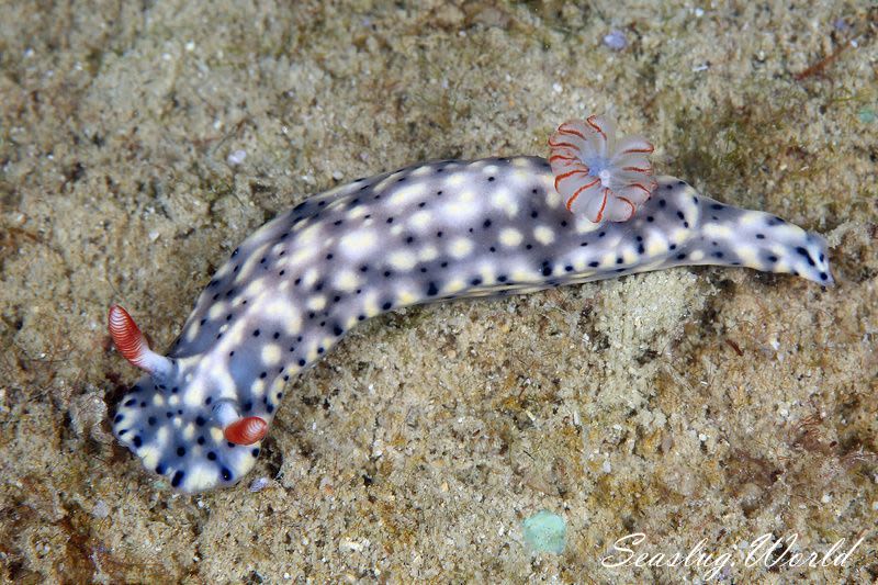 ホシゾラウミウシ Hypselodoris infucata