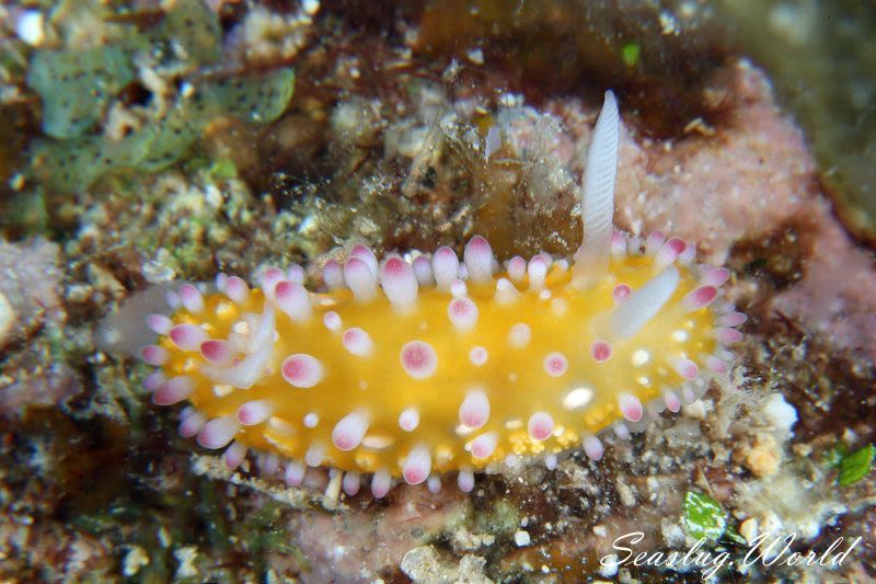 イガグリウミウシ Cadlinella ornatissima