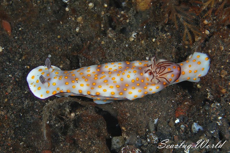 ヒュプセロドーリス・プルケッラ Hypselodoris pulchella