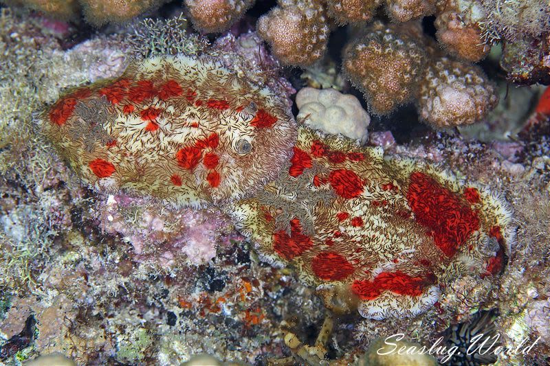 ユウゼンウミウシ Platydoris cruenta