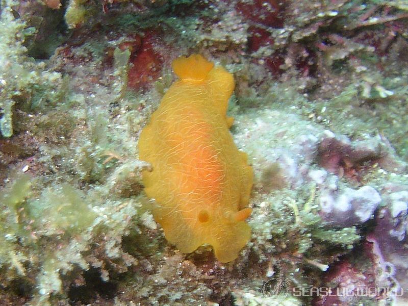 ダイダイウミウシ Doriopsilla miniata