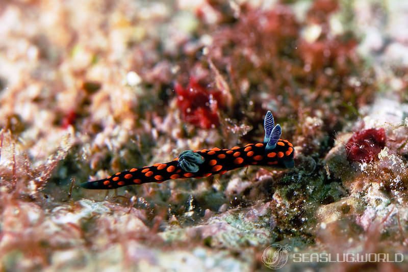 トサカリュウグウウミウシ Nembrotha cristata