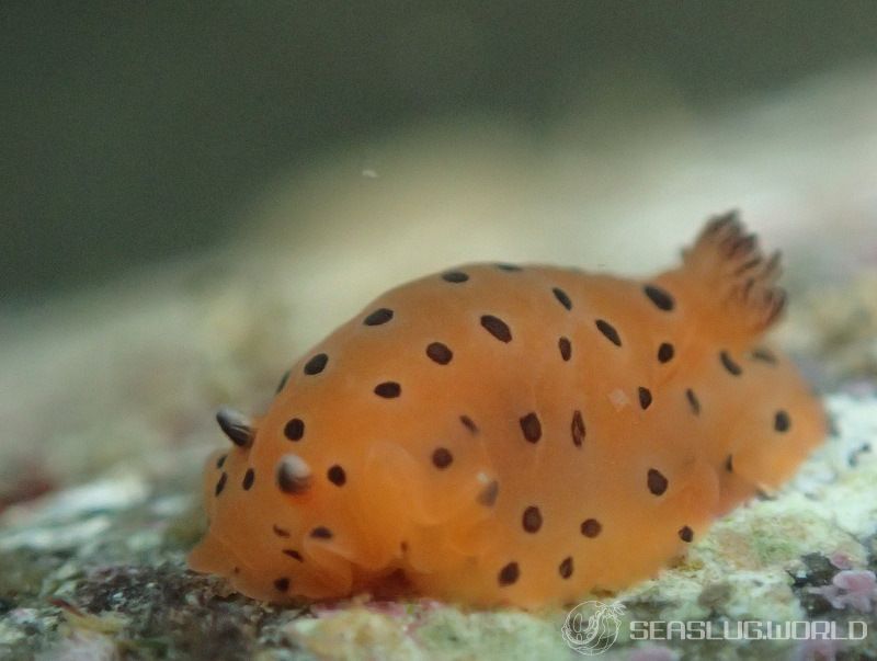 ヒメマダラウミウシ Dendrodoris guttata