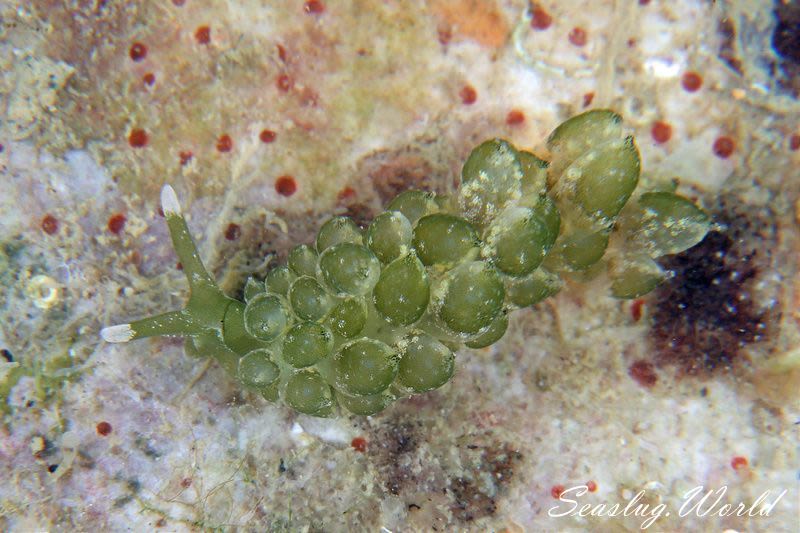 海ぶどうに擬態するタマミルウミウシが5種に分かれました