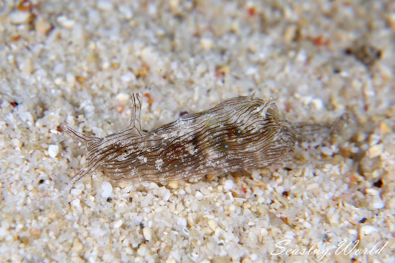 クロスジアメフラシ Stylocheilus striatus