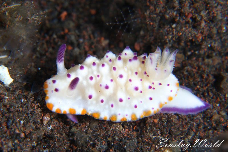 レンゲウミウシ Mexichromis multituberculata