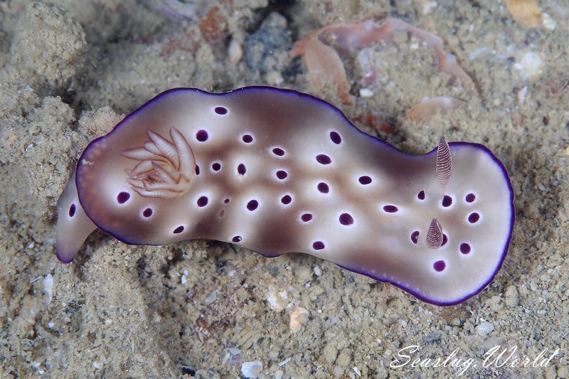 マダライロウミウシ Hypselodoris tryoni