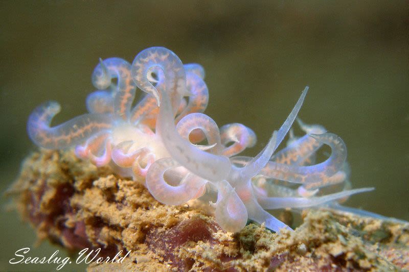 イリオモテミノウミウシ Phyllodesmium iriomotense