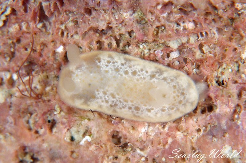 スケイロウミウシ Goniobranchus sp. 3