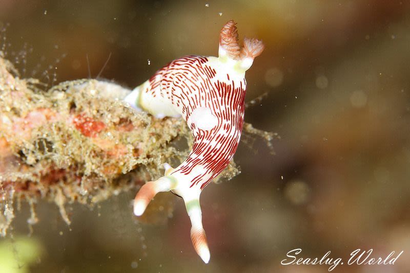 ネムブロータ・リネオラータ Nembrotha lineolata