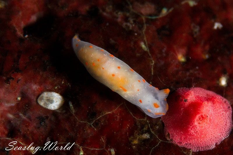 アカボシウミウシ Gymnodoris alba