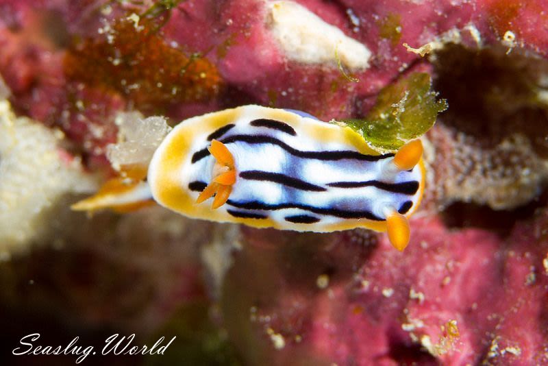 シボリイロウミウシ Chromodoris strigata