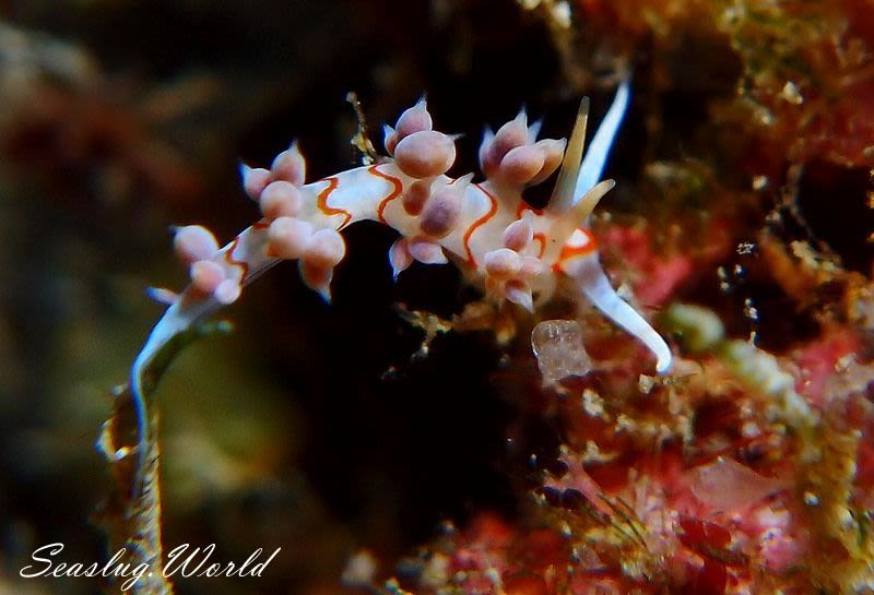 シンバミノウミウシ Cratena simba