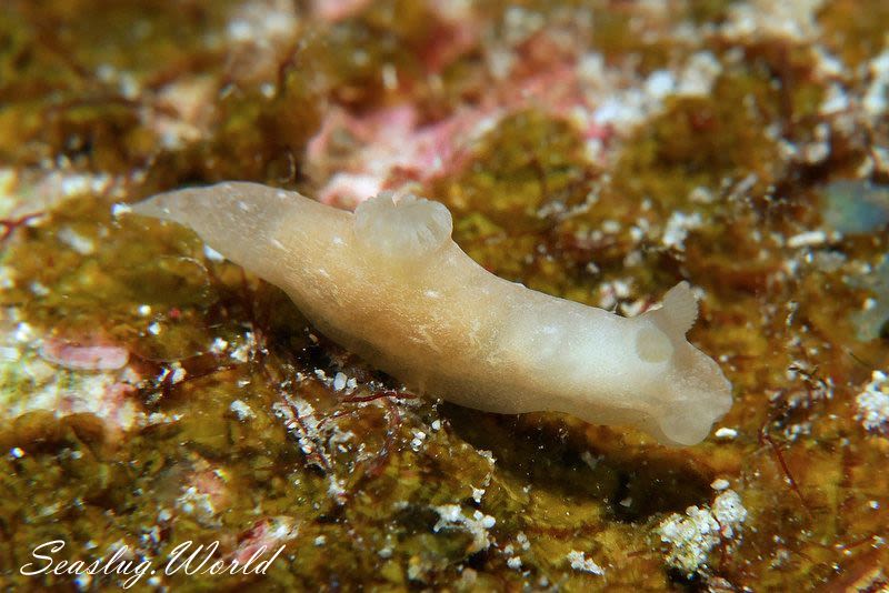 ウミヅタキヌハダウミウシ Gymnodoris sp. 7