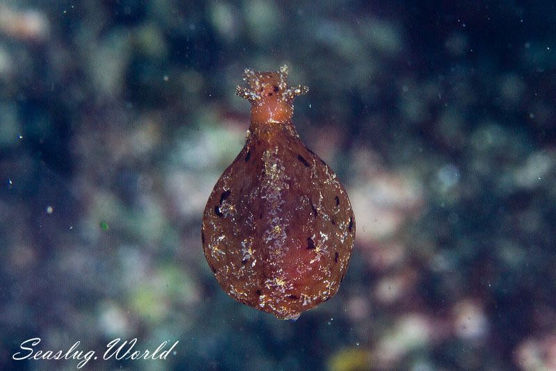 フウセンウミウシ Notarchus indicus