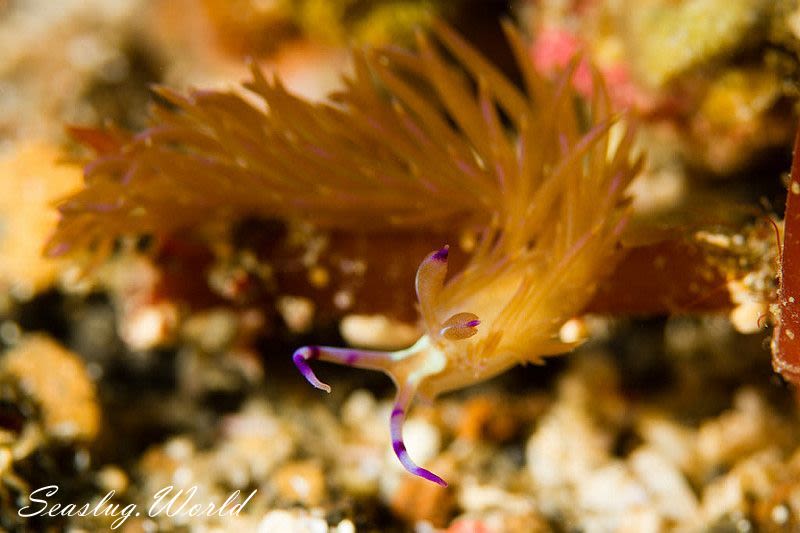 ムカデミノウミウシ Pteraeolidia semperi