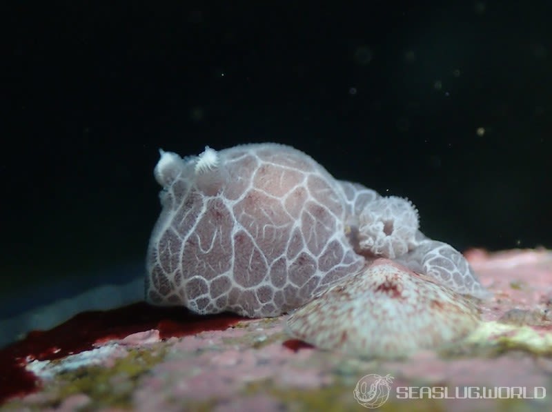 ミナミヒョウモンウミウシ Jorunna daoulasi