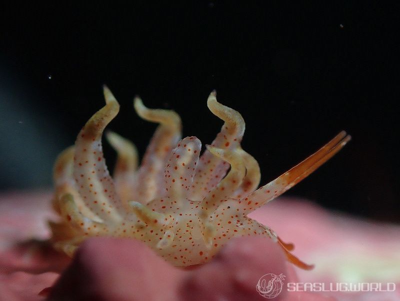 アカボシミノウミウシ Eubranchus echizenicus