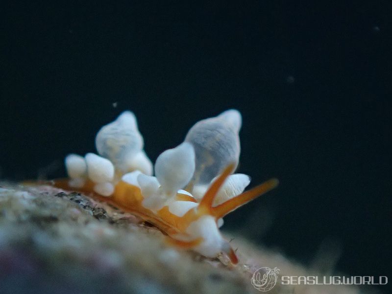 イナバミノウミウシ Eubranchus inabai