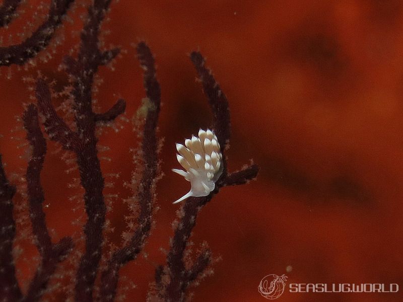 ガーベラミノウミウシ Sakuraeolis gerberina