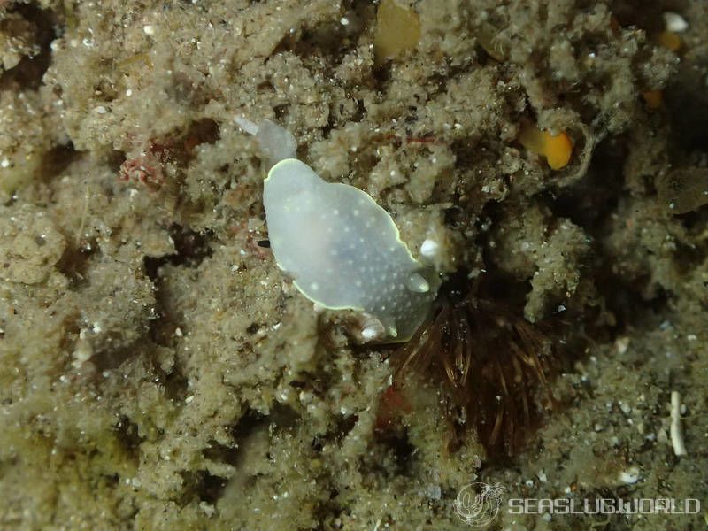 カドリナウミウシ Cadlina japonica