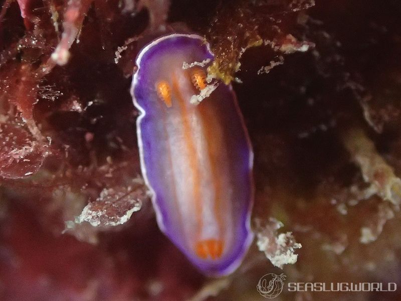 アオウミウシ属の一種 12 Hypselodoris sp.12