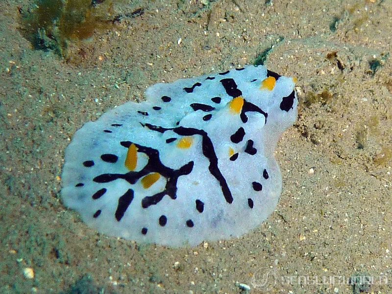 ババイボウミウシ Phyllidia babai