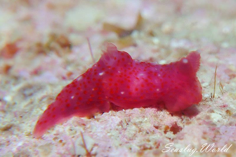 キヌハダウミウシ属の一種 17 Gymnodoris sp.17