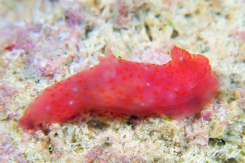 キヌハダウミウシ属の一種 17 Gymnodoris sp.17