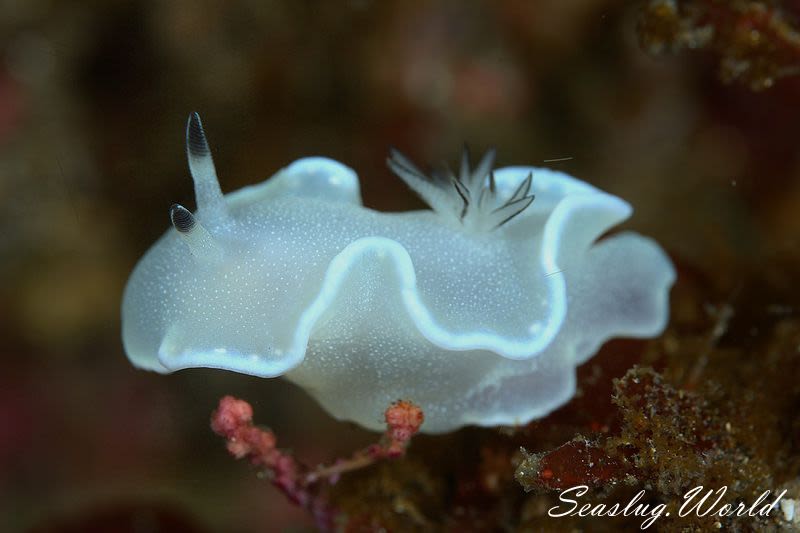 ジボガウミウシ Glossodoris misakinosibogae