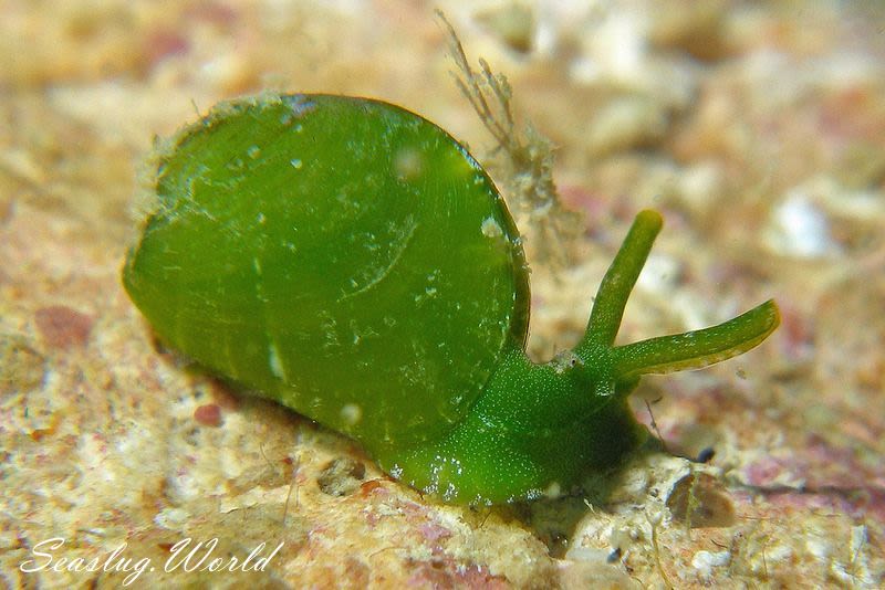 タマノミドリガイ Berthelinia limax