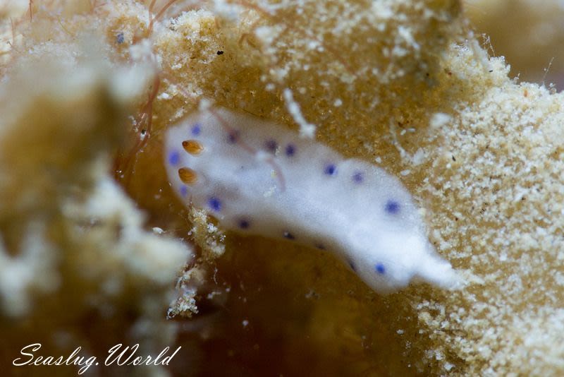 クボミイロウミウシ Hypselodoris lacuna