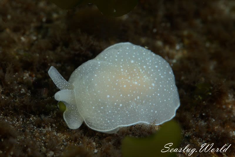 スズヤカフシエラガイ Berthella chacei