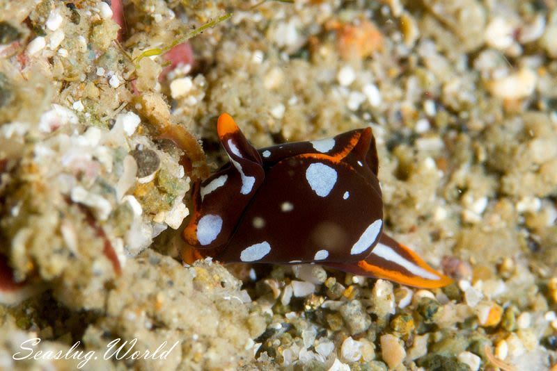 アユカワウミコチョウ Siphopteron fuscum