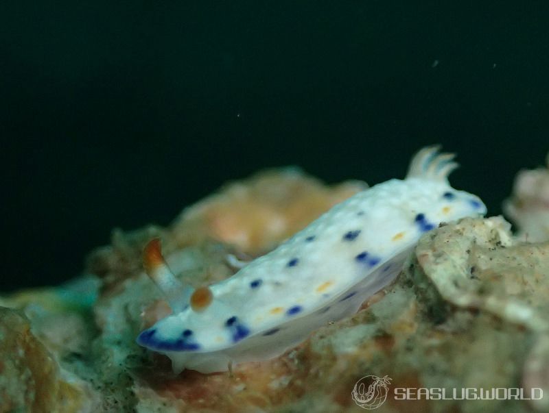 サガミイロウミウシ Hypselodoris sagamiensis