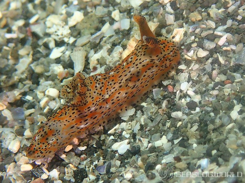 フジタウミウシ Polycera fujitai