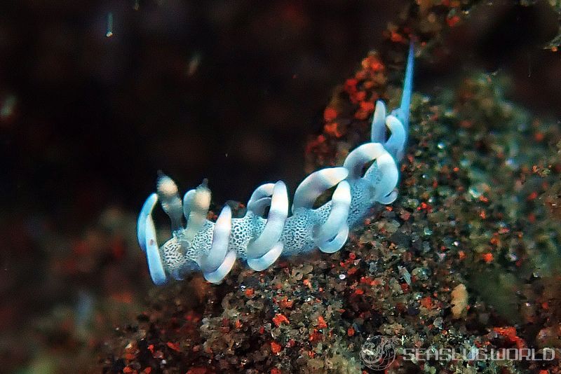 ケラマミノウミウシ Samla bicolor