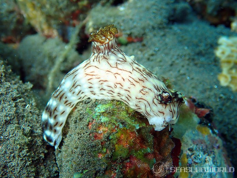 ブッシュドノエルウミウシ Jorunna rubescens