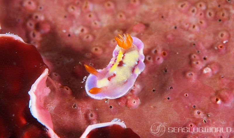 セリスイロウミウシ Hypselodoris cerisae