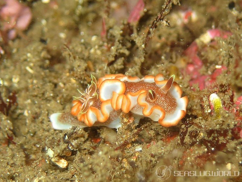 キャラメルウミウシ Glossodoris rufomarginata