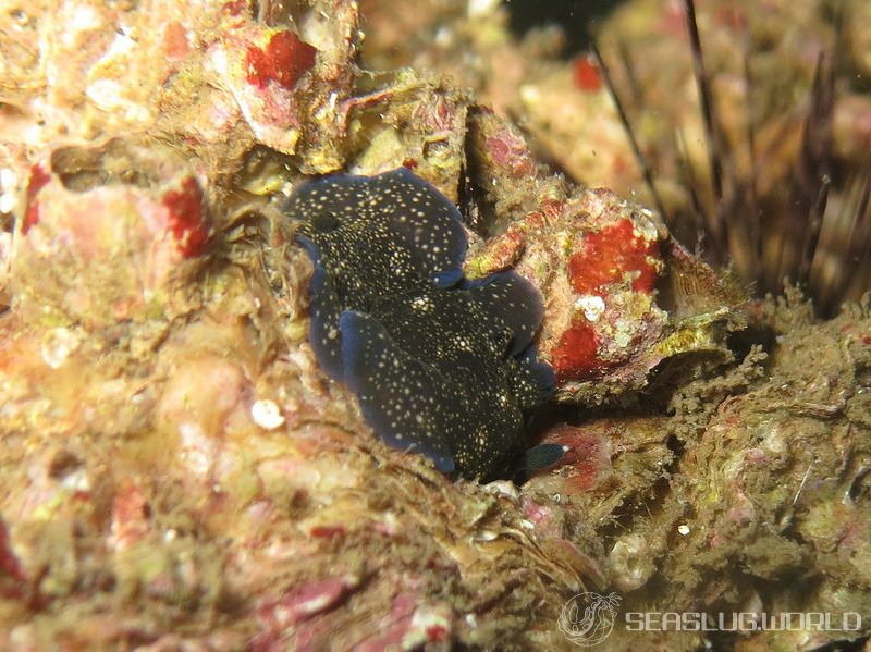 ホンクロシタナシウミウシ Dendrodoris nigra