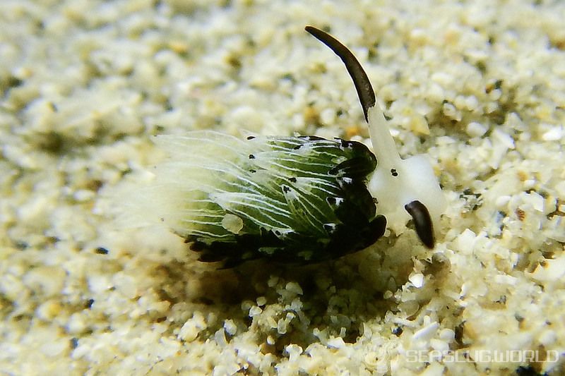 ウサギモウミウシ Costasiella usagi