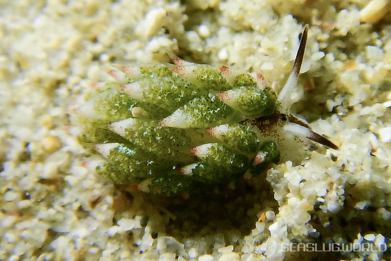 クサイロモウミウシ Costasiella paweli