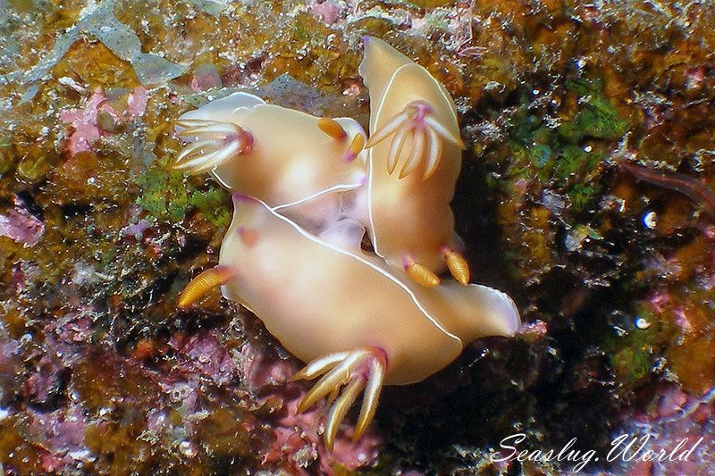 ゾウゲイロウミウシ Hypselodoris bullockii